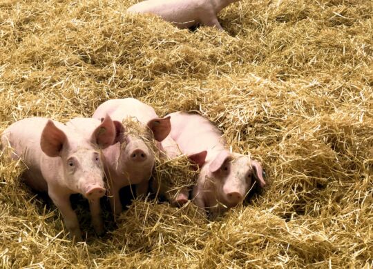 Strohschwein aus Bayern in München