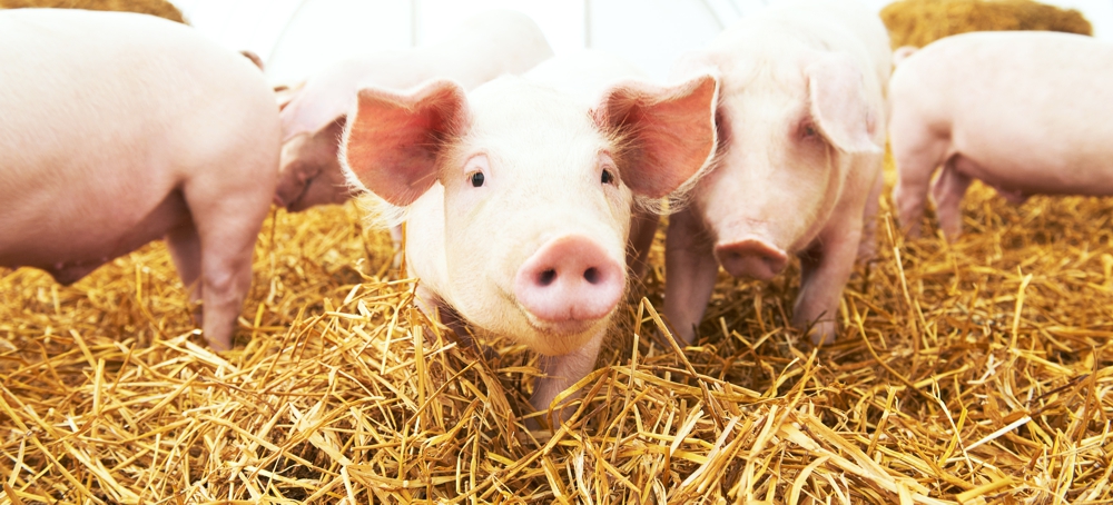 Strohschweine Fleisch aus Bayern Spezialität kaufen